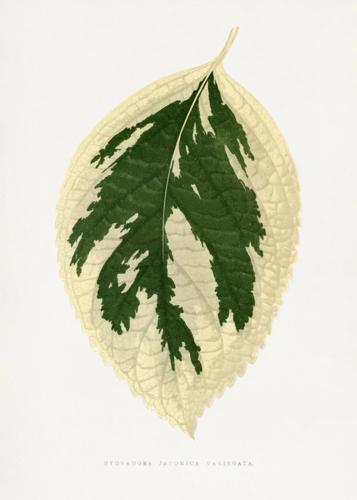 a, Plantes Les: Hydrangea Japonica Variegata Leaf Illustration