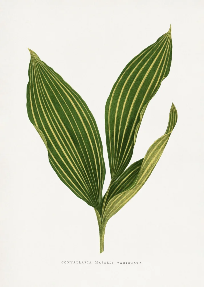 a, Plantes Les: Lily of the Valley Leaf Illustration