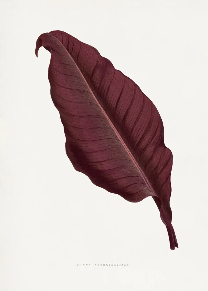 a, Plantes Les: Pink Canna Atronigricans Leaf Illustration