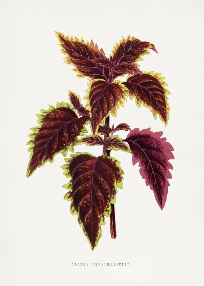 a, Plantes Les: Pink Coleus Leaf Illustration