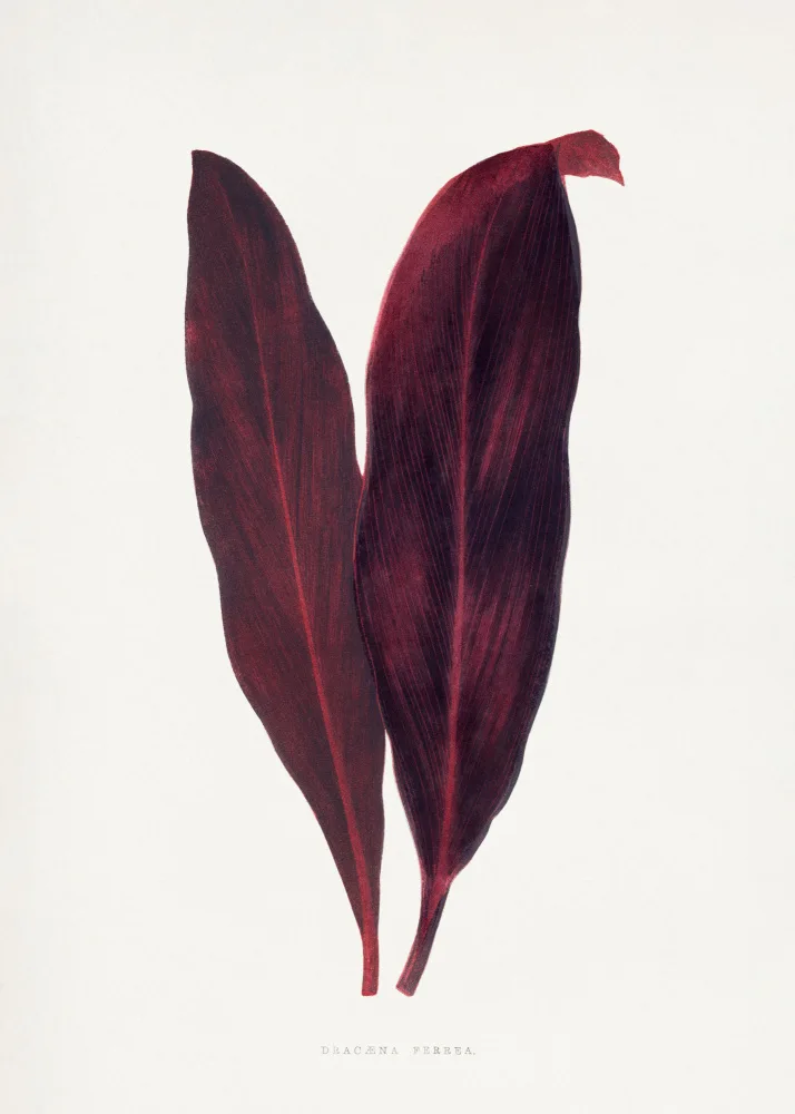 a, Plantes Les: Pink Dracaena Ferrea Leaf Illustration