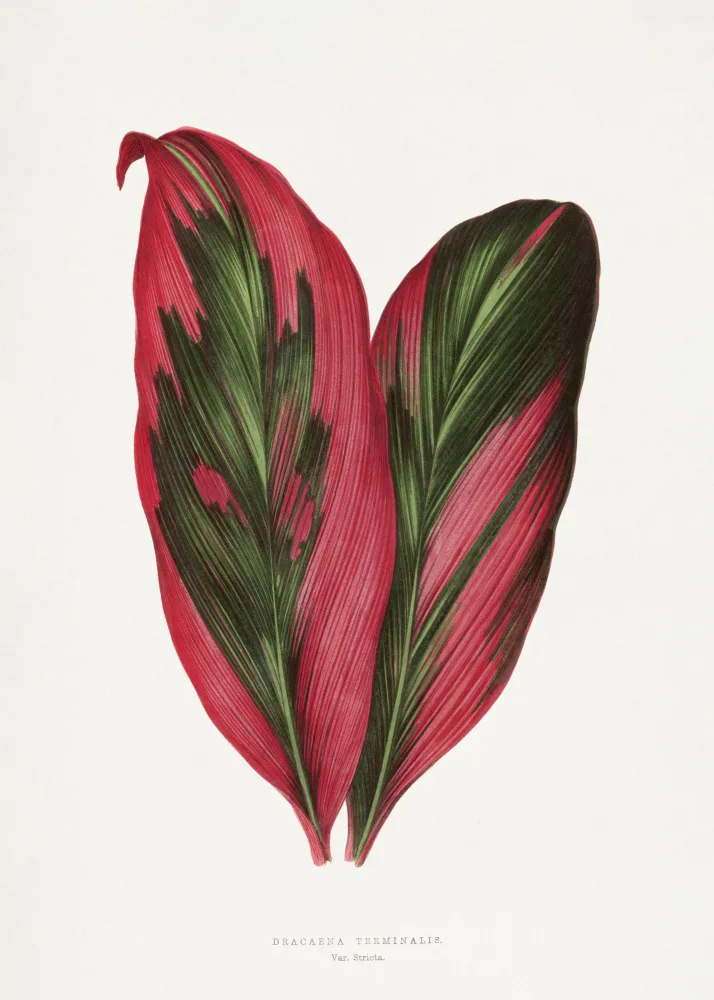 a, Plantes Les: Pink Dracaena Terminalis Leaf Illustration