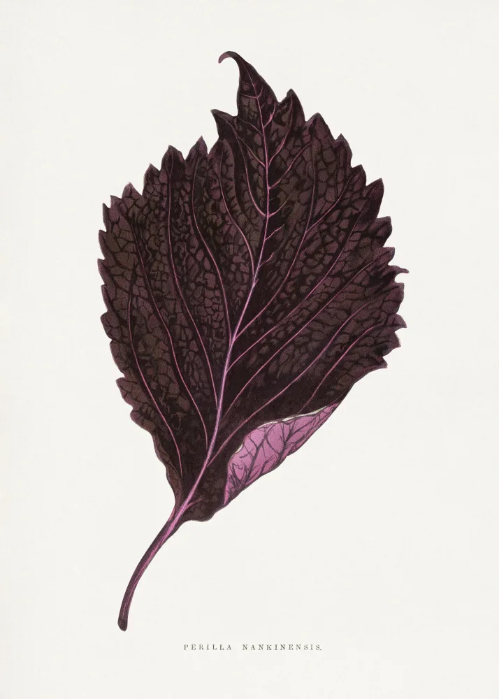 a, Plantes Les: Pink Perilla Nankinensis Leaf Illustration