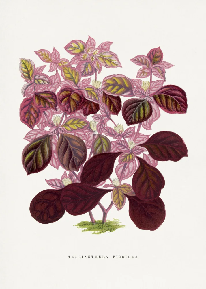 a, Plantes Les: Pink Teleianthera Ficoidea Leaf Illustration