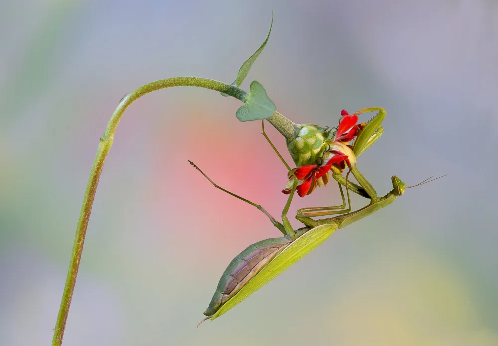 Chiodini, Massimo: Equilibrist