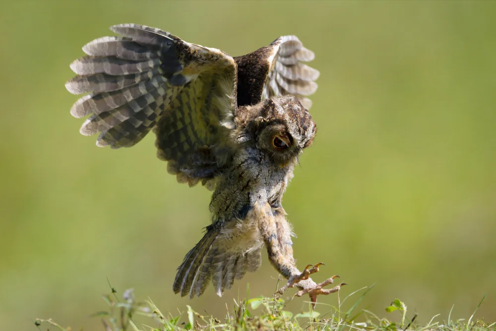 Lam, Gavin: Collared scops owl