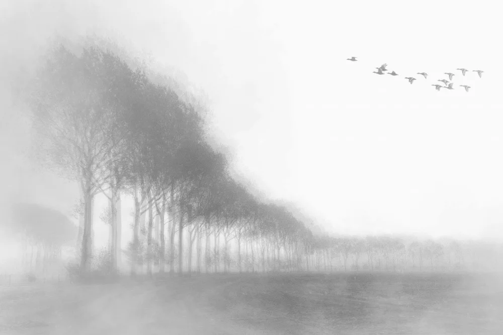 Schleicher-Schwarz, Roswitha: Netherlands tree impression