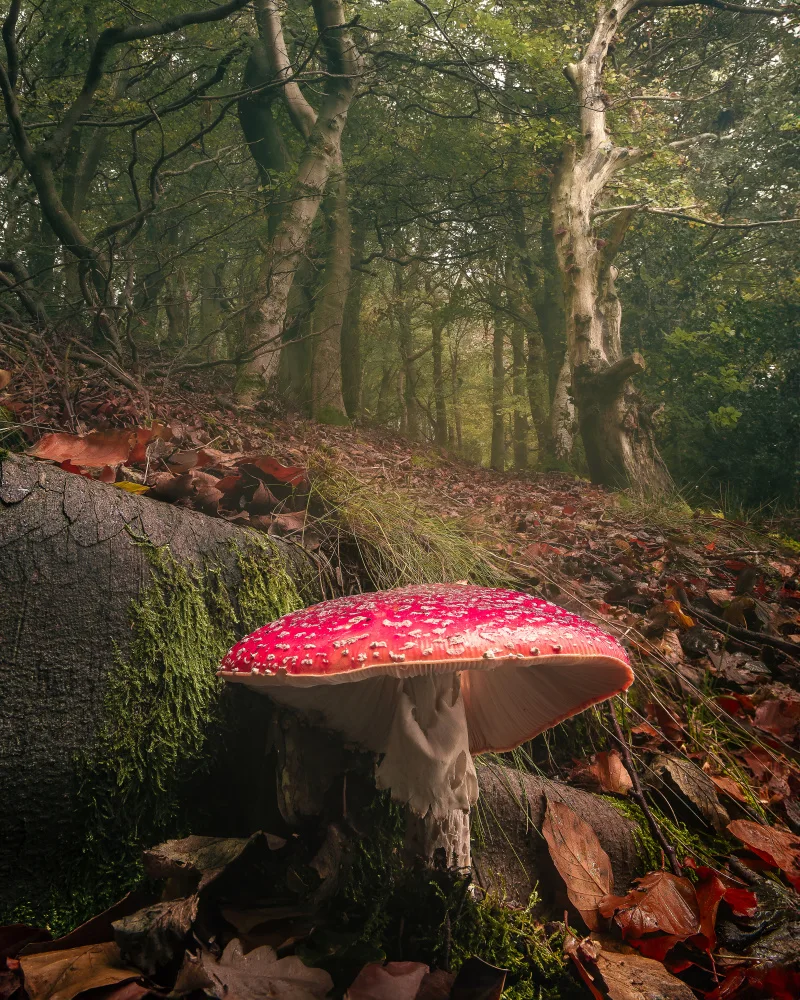 Wilson, Francis: Sogni di agarico