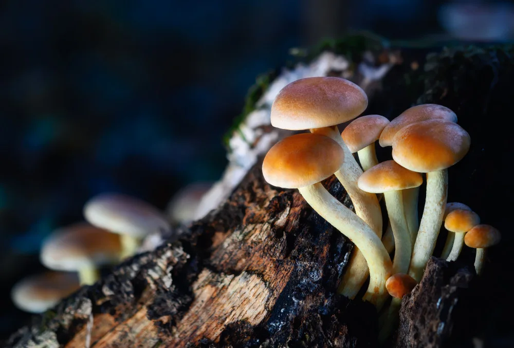 Ionita, Radu: Fantasy Mushrooms 2