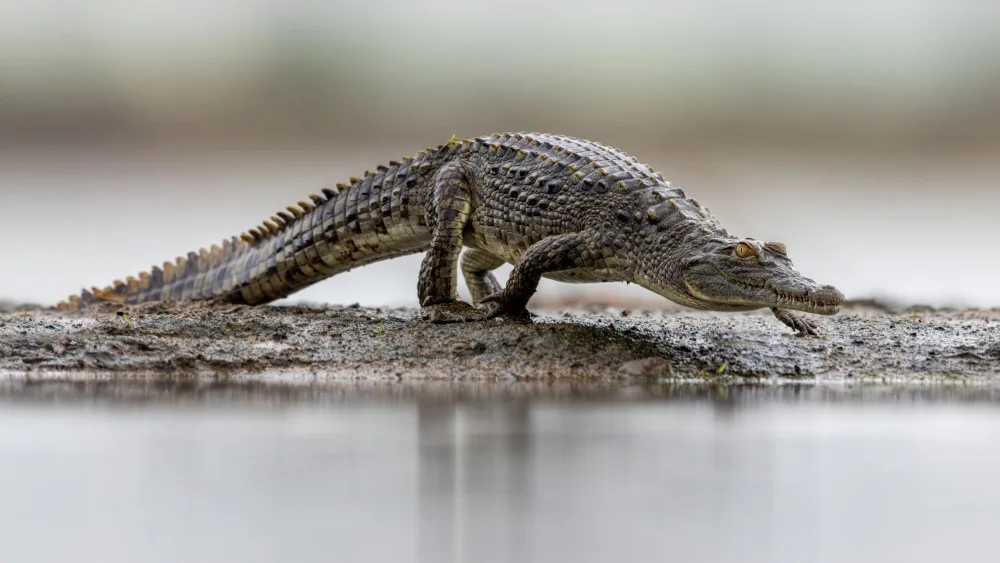 Catta, Alessandro: Young Croc