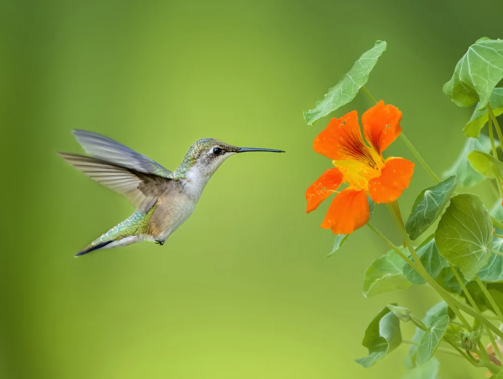 Zhang, Hannah: Coming to the flower