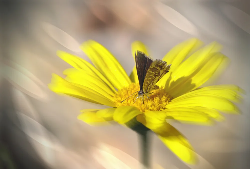 Fabiano, Antonio: Little butterfly
