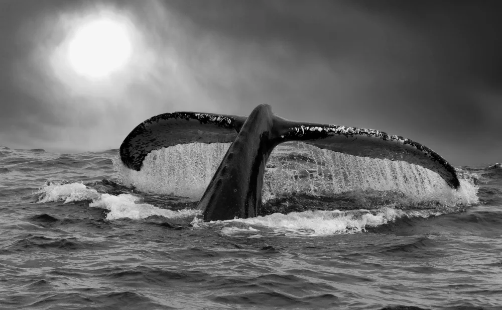 Engström, Erik: The tail