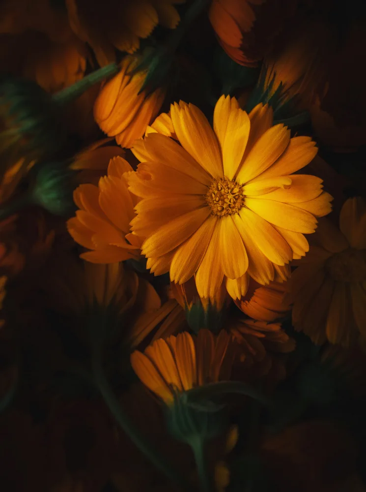 Karina, Aleksandrova: Golden flower