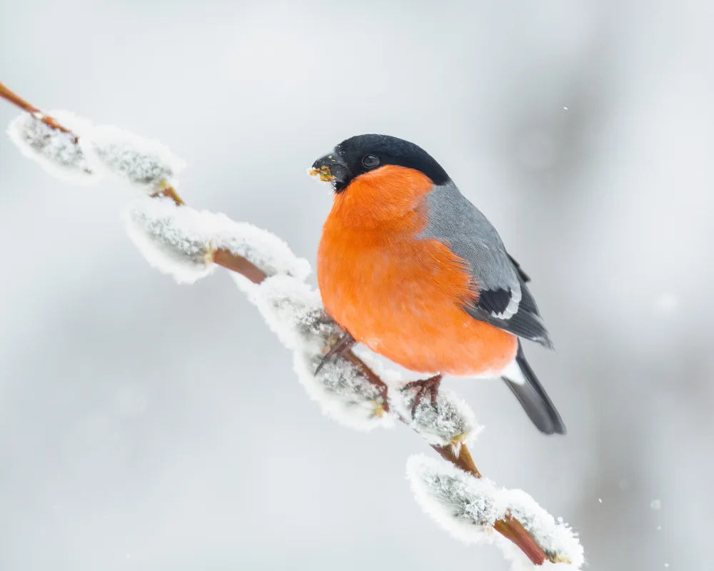 Keizer, Annie: The bullfinch.