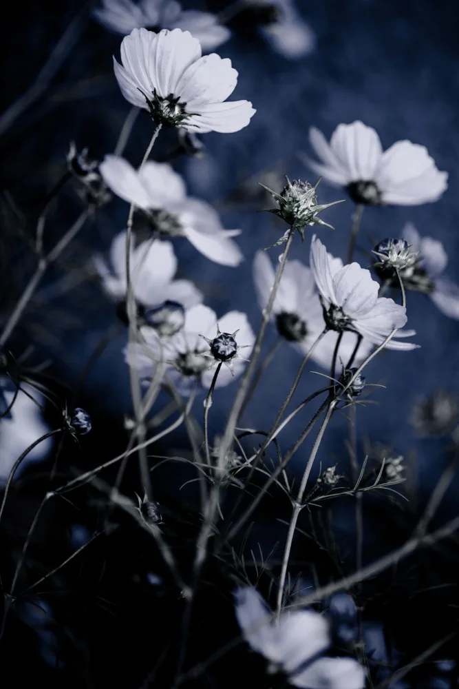 Böhmer, Mareike: Fleurs sauvages 10