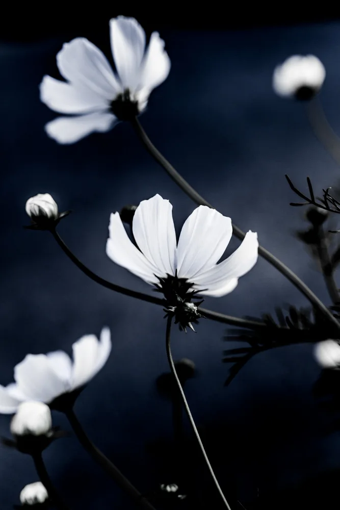 Böhmer, Mareike: Fleurs sauvages 1