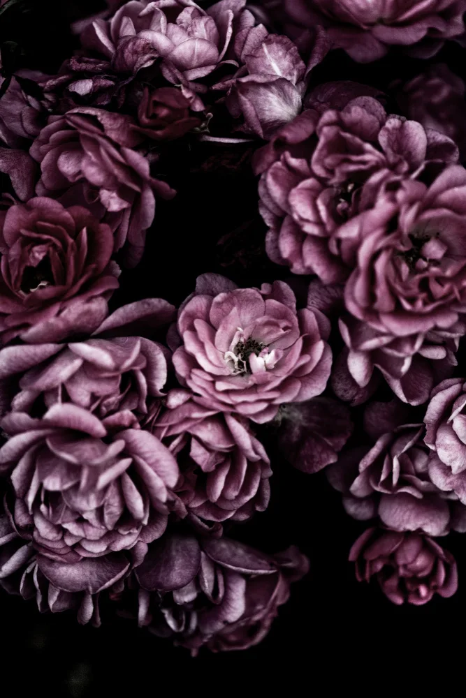 Böhmer, Mareike: Wild Roses