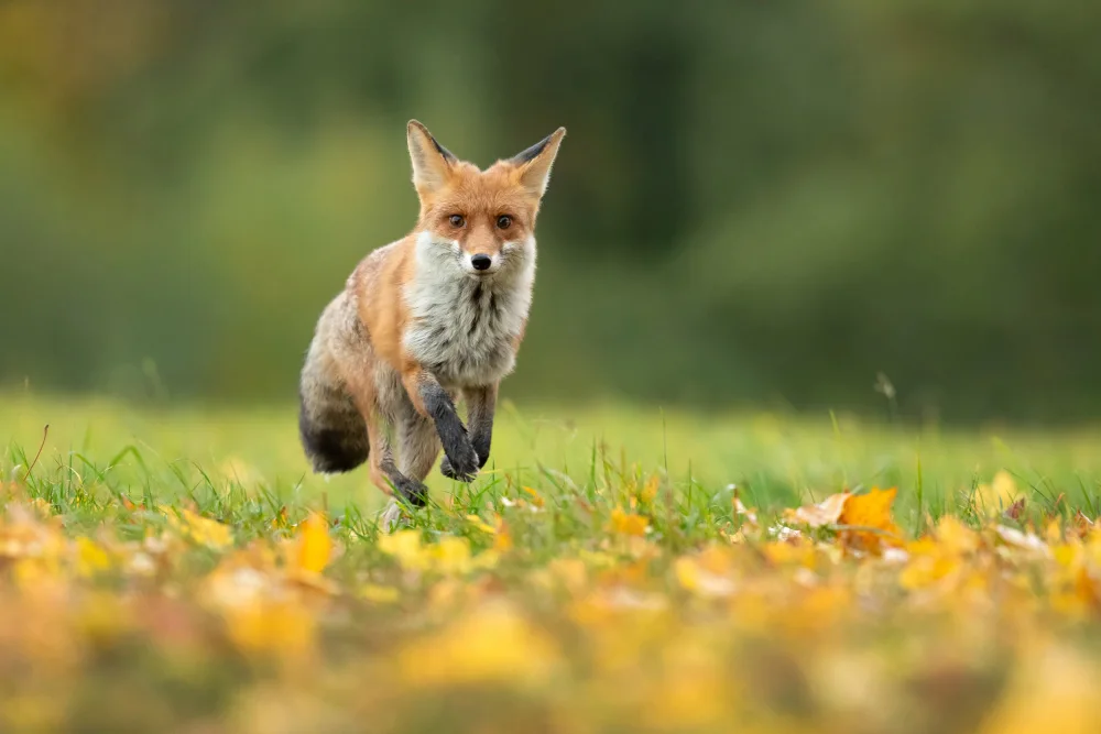 Zygmunt, Milan: Red fox