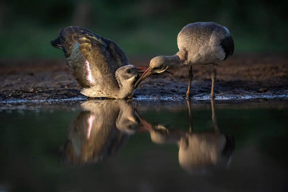 Felici, Massimo: Courtship