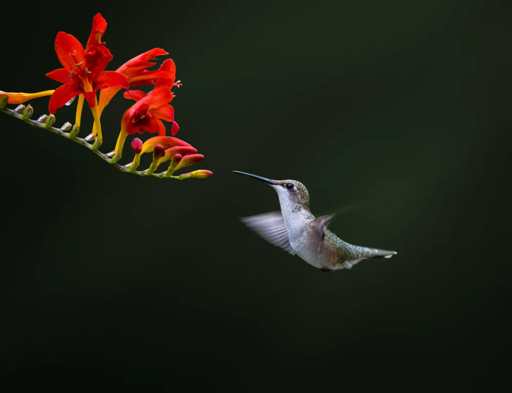 Zhang, Hannah: Hummingbird