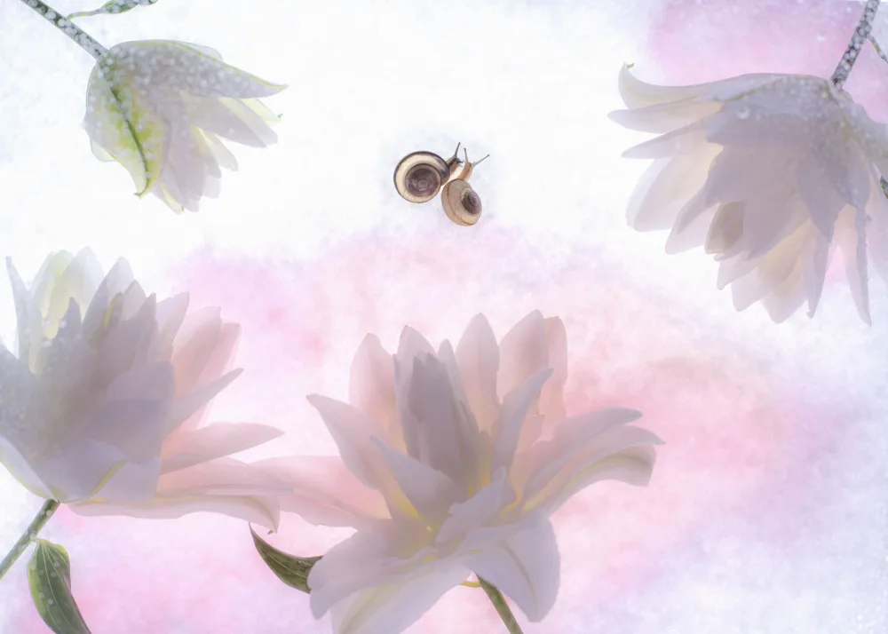Miharu: sweet poetry