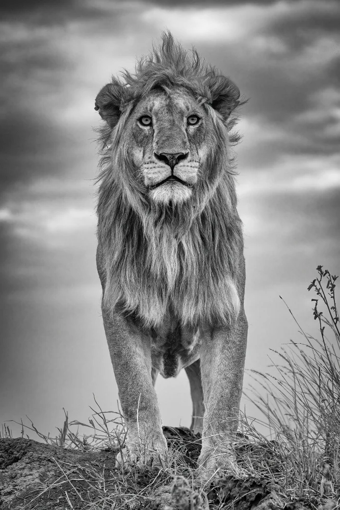 Khataw, Ali: Encounter with the King
