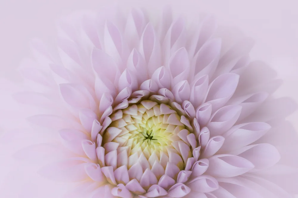 Hatsumori, Satoshi: Petals of Love