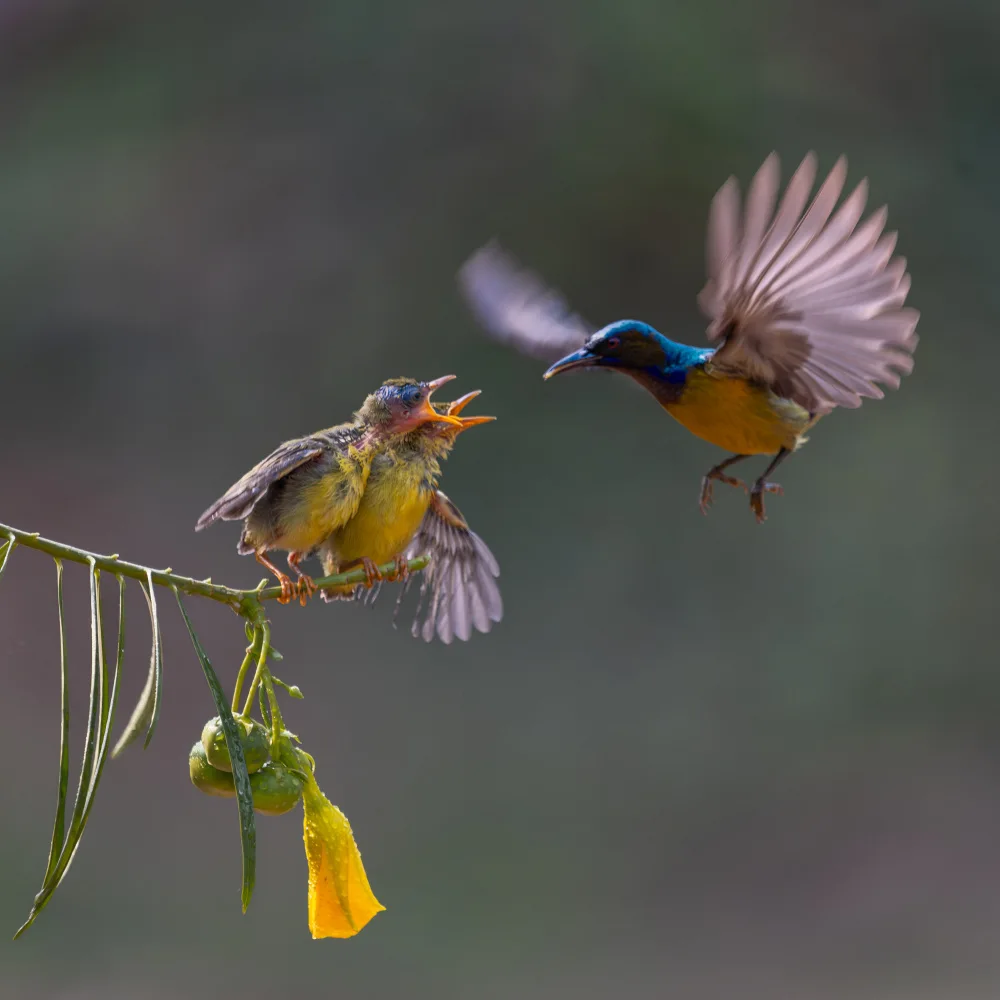 Suhardjo, Lisdiyanto: Untitled