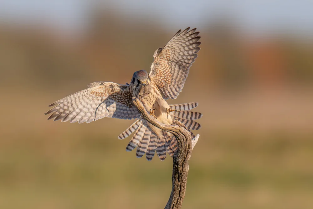 Wang, Max: American Kestrel 2