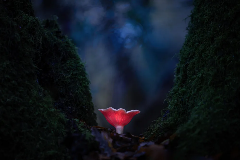 Uddin, Kutub: Brightening up the woodland