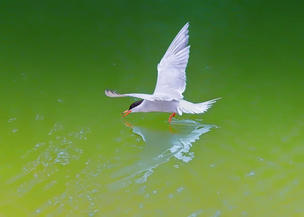 Wei, and Siyu: Skimming