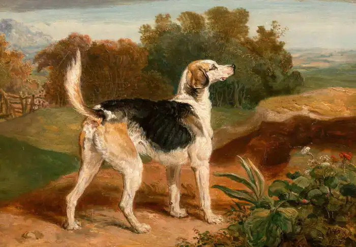 Ward, James: Ravager (one of Lambtonových dogs)