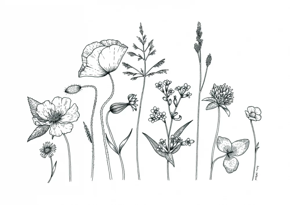 Holíková, Petra: Wild Flowers