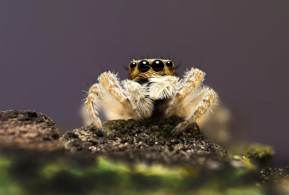 Summer2016: Jumping spider