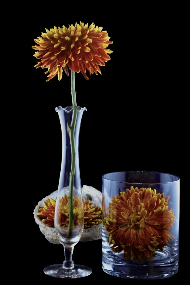 jlloydphoto: A Tale of Three Blooms