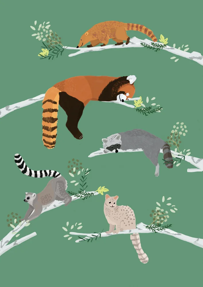 Melin, Hanna: Sleeping Racoon