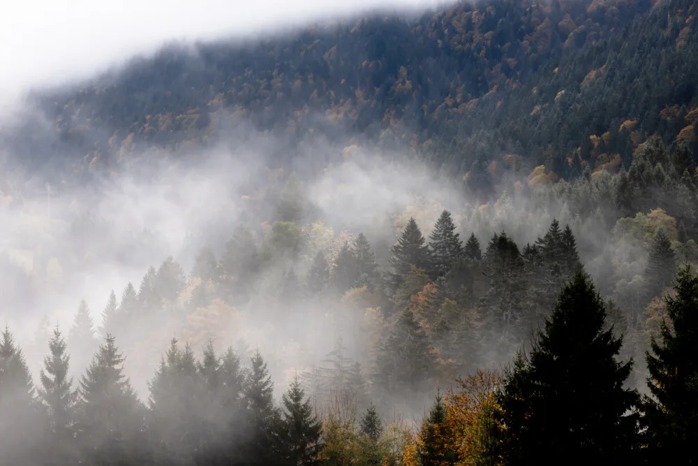Böhmer, Mareike: Boschi nebbiosi 9