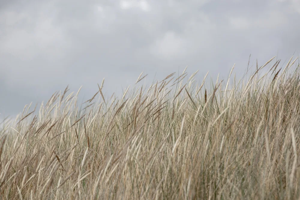 Böhmer, Mareike: Dunes and Clouds