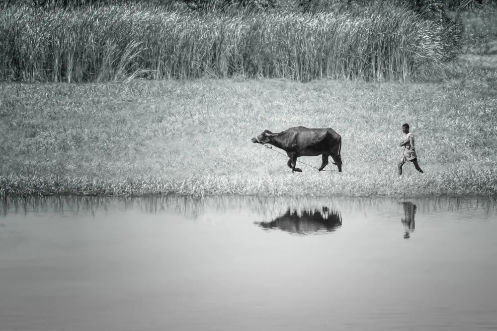 Chen, Jennifer: The original cowboy… by the Nile