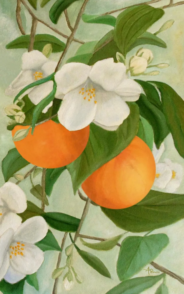 Pomata, M. Angeles: Branch of Orange Tree In Bloom