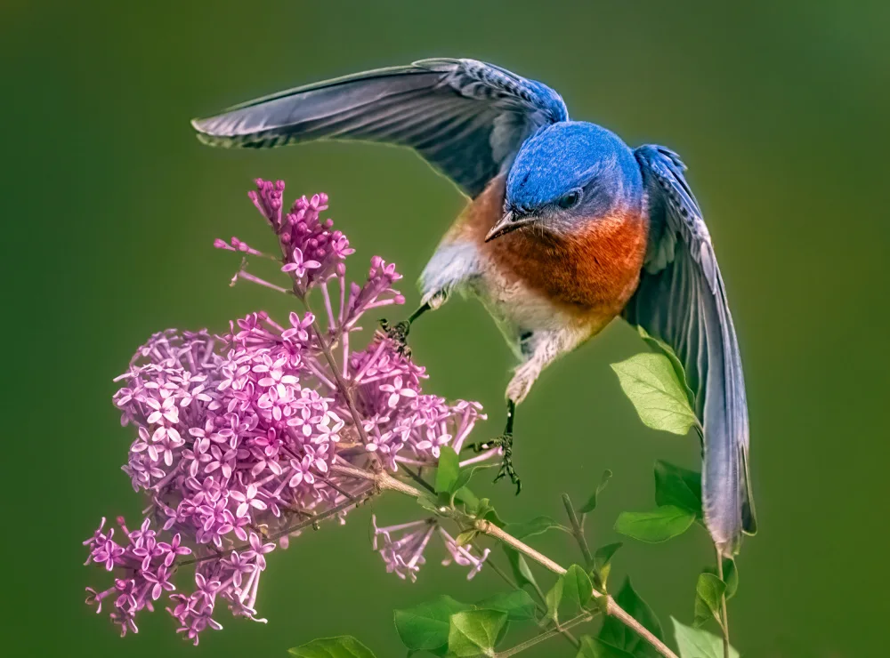 Ben.C.L: Hug The Spring