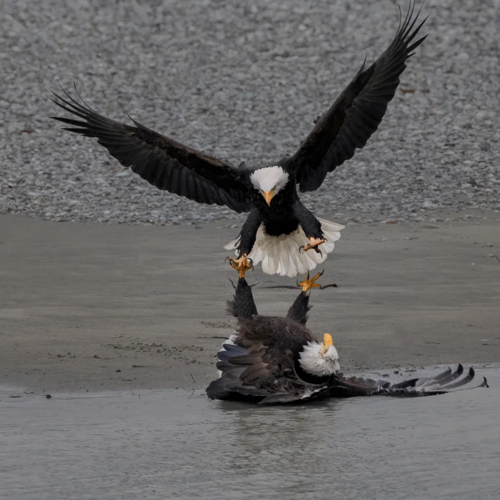 Xu, Sheila: The fighting of a pair of Bald Eagles