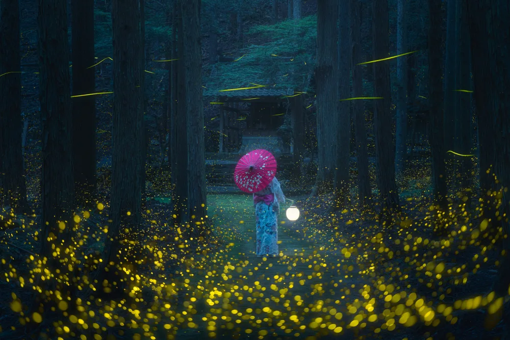 quan, van Vu: Japanese kimono and sea of fireflies
