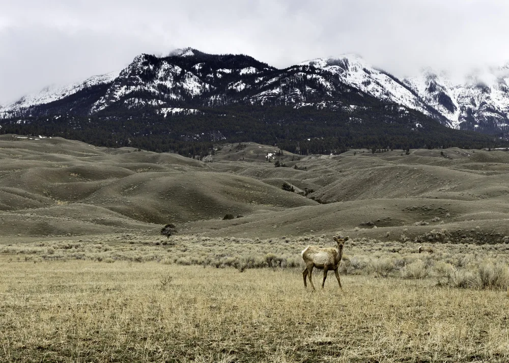 Lindgren, Christian: Yellowstone Wildlife