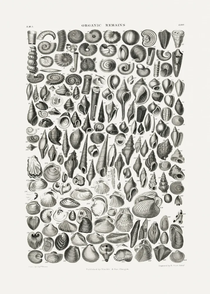 Pictufy: Sealife II