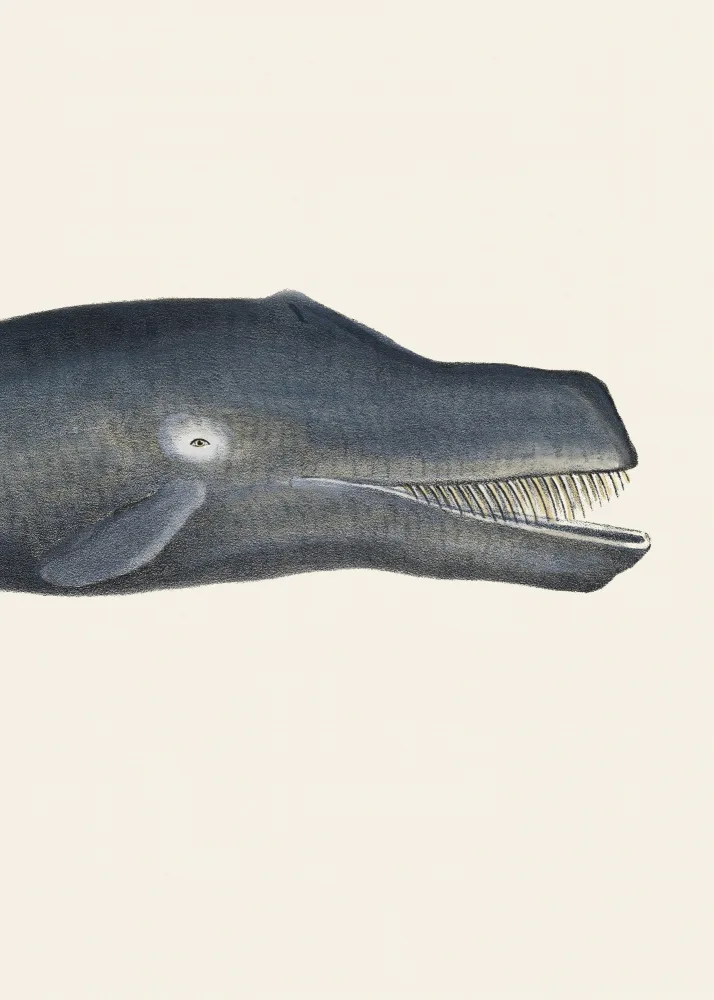 Poster, Vintage: Wal I Tight Crop handkolorierte Sealife Lithographie 1824