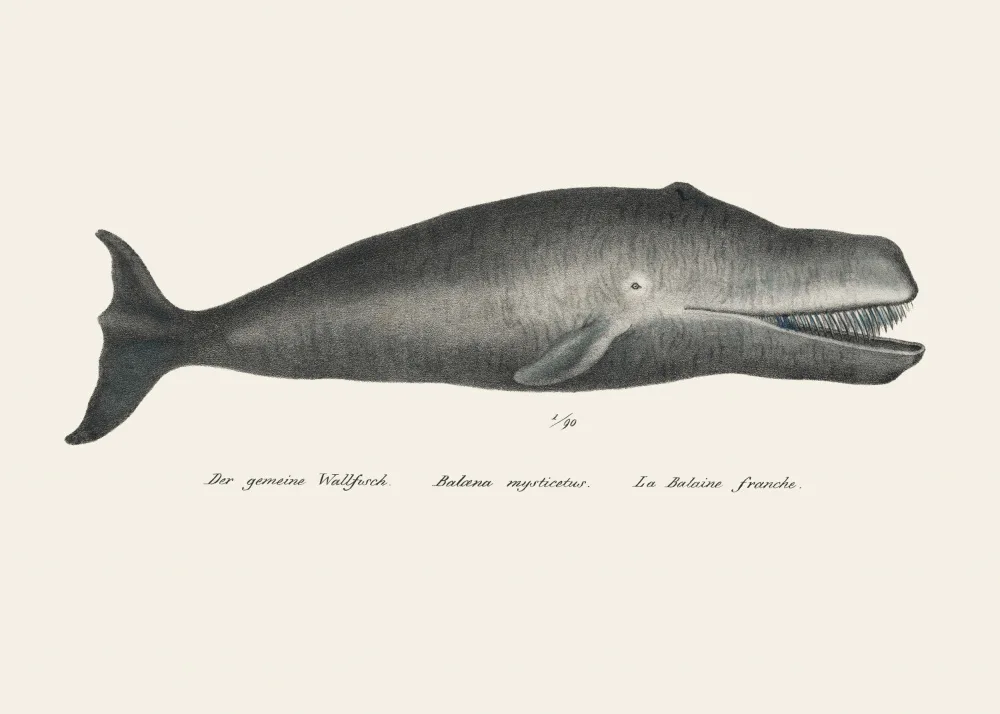 Poster, Vintage: Litografía antigua de vida marina coloreada a mano Whale Ii 1824