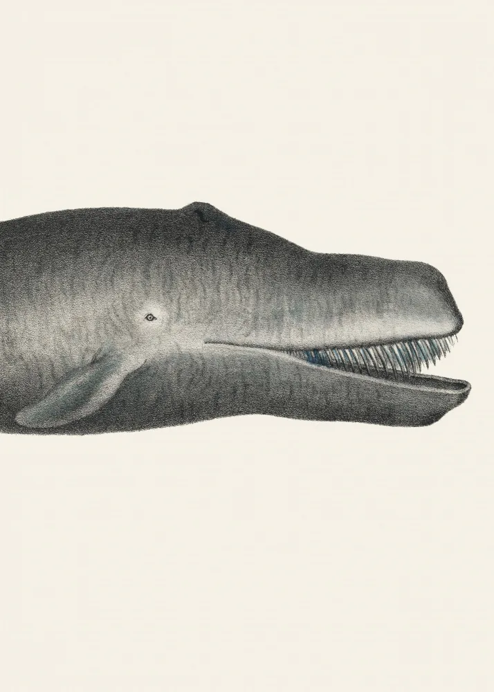 Poster, Vintage: Whale Ii Tight Crop Handcolored Sealife Lithograph 1824