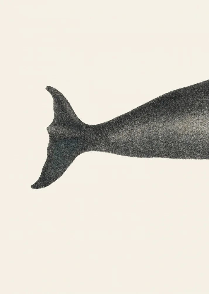 Poster, Vintage: Whale Tight Crop I Handcolored Sealife Lithograph 1824